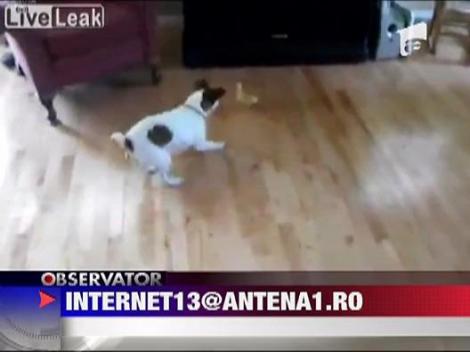 Cainele alergat de bobocul de rata