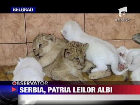 Serbia, patria leilor albi