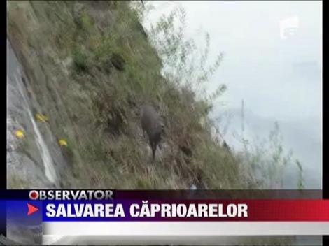 Caprioare salvate de la inec