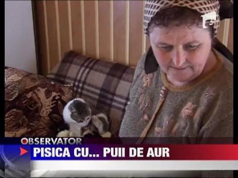 Pui de gaina crescuti de o pisica!