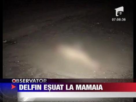 Un delfin a esuat pe plaja din Mamaia