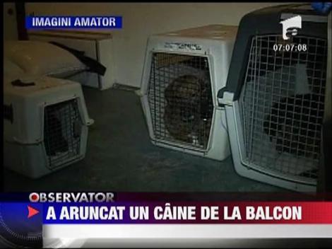 O femeie din Brasov a aruncat un caine de la balcon