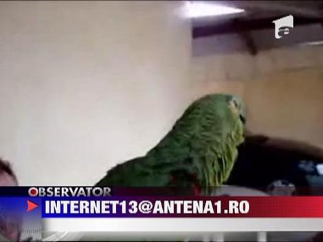 Asculta-l pe cel mai tare papagal tenor