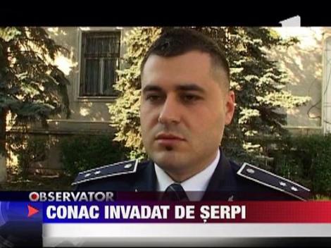 UPDATE / 20 de serpi din casa unei batrane de 70 de ani!