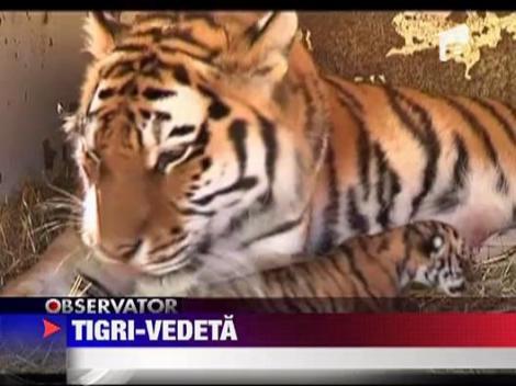 Patru pui de tigru fac senzatie la un circ din Cehia