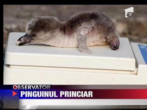 Kate si William au primit un pinguin