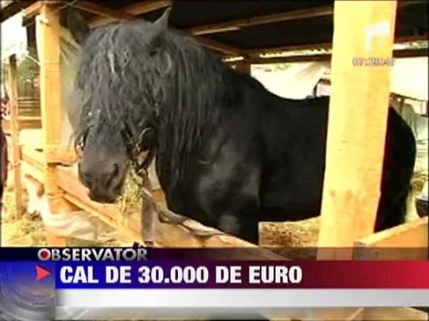 Romanii, fascinati de calul de 30000 de euro