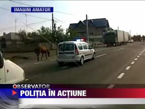 O masina de politie a urmarit cu girofar si sirena un cal