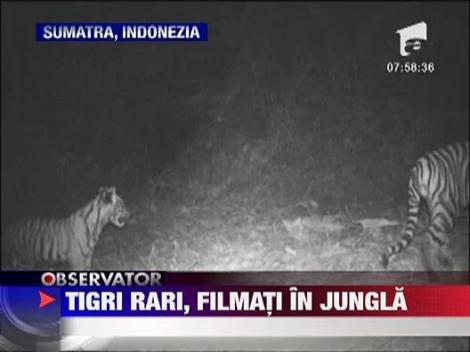 Tigri rari, filmati in jungla