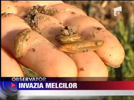 Invazie de melci in Hunedoara