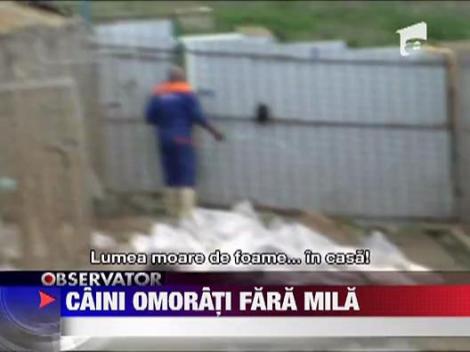 Caini omorati fara mila in Botosani