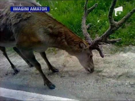 Un cerb carpatin s-a plimbat pe DN69, intre Arad si Timisoara