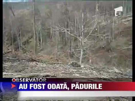 Dezastrul in padurea din Timis