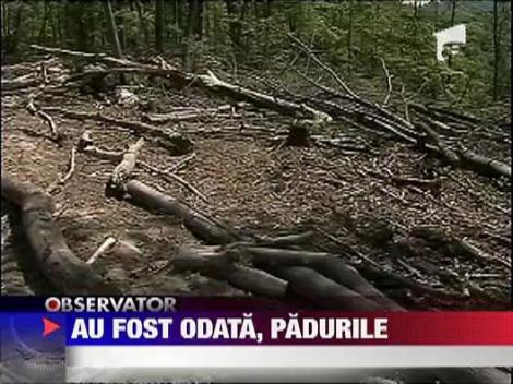 Un om de afaceri din Timis taie copaci de unde vrea el