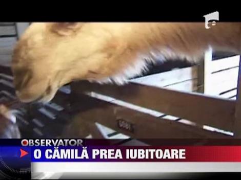 O camila prea iubitoare