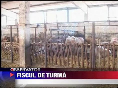 Gorj: 30 de ciobani prinsi muncind la negru