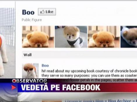 Boo, cel mai simpatic catel din lume!