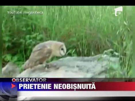 Prietenie neobisnuita intre o bufnita si o pisica