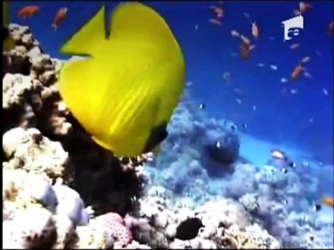 India, intre film si realitate