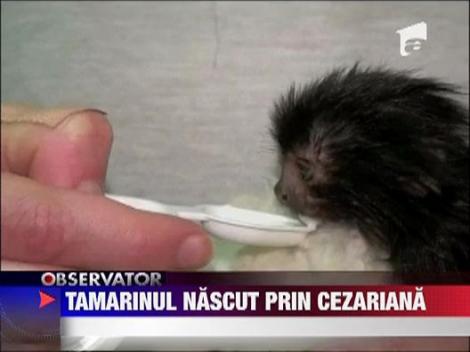 Biberon special pentru un pui de maimuta