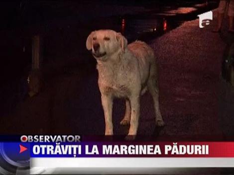 Caini omorati prin otravire