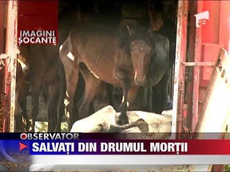 Caii de la Letea nu vor mai fi sacrificati