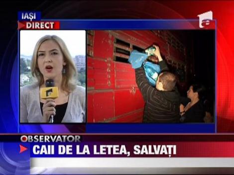 Caii de la Letea, salvati
