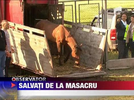 Transportul celor 50 de cai din Delta, catre abator, a fost oprit