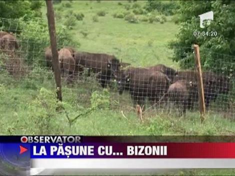 Ferma de bizoni in Taga