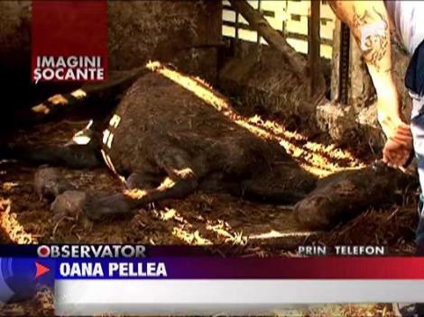 Ancheta in al 13-lea ceas in cazul cailor de la Letea