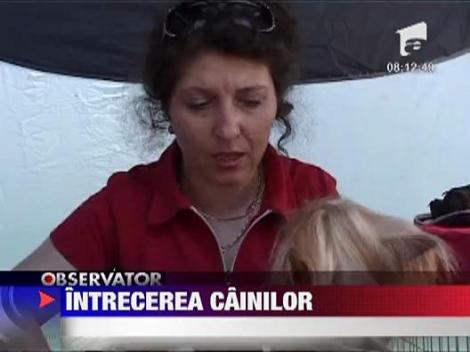 Concurs de frumusete canina la Bistrita