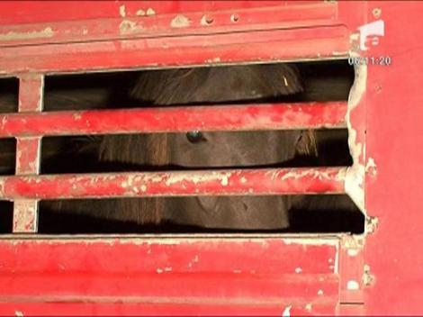 Caii salbatici de la Letea vor fi supusi unor noi analize