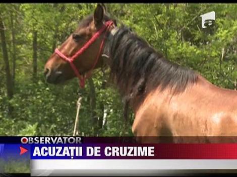 Un barbat din Bacau a lovit un cal cu toporul