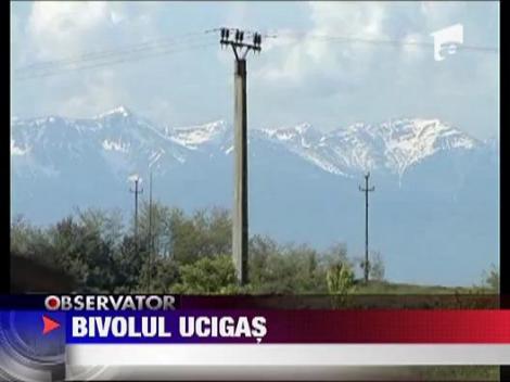 Un bivol furios a speriat un sat din Bistrita