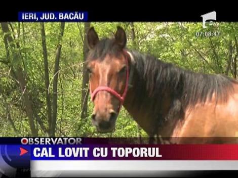 Cal lovit cu toporul de cinci ori de suparare