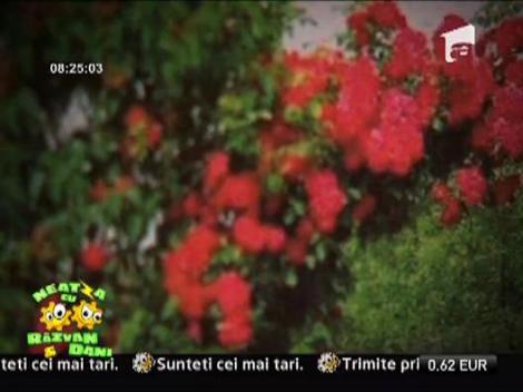 Cum sa te relaxezi prin pictura