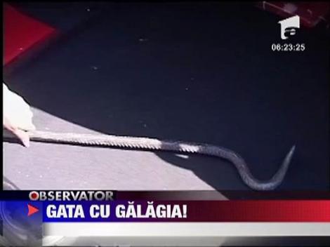 Noua Lege a circulatie