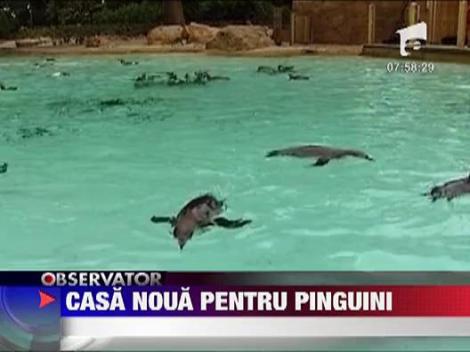 Pinguini fericiti in Londra