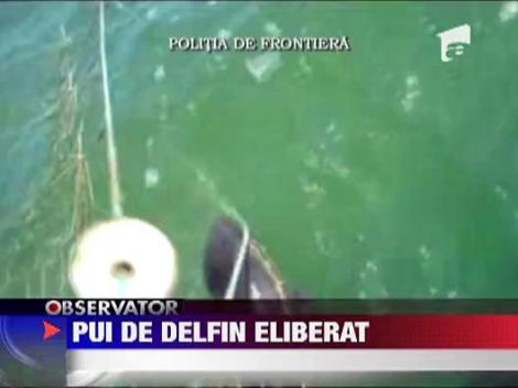 Delfin, eliberat din plasele braconierelor la Sulina