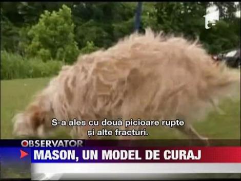 Caine erou in SUA: s-a intors acasa pe doua picioare dupa o tornada