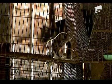 Rasa bizara de pisici in Cuba