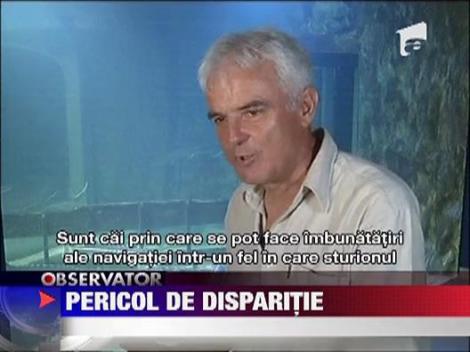 Sturionii, pe cale de disparitie