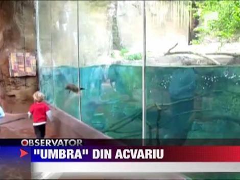 Prietenul din acvariu