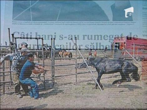 Cati bani au fost irositi pentru salvarea cailor salbatici?