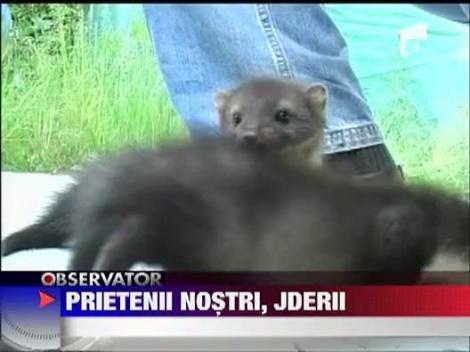 Doi pui de jder au fost adoptati de angajatii Parcului Natural din Arad