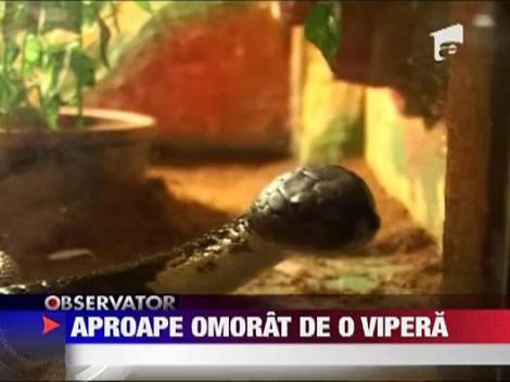 Muscatura unei vipere a trimis pe patul de spital un tanar din Arad