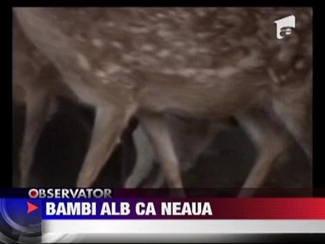 Un pui de caprioara alb ca neaua face senzatie in China