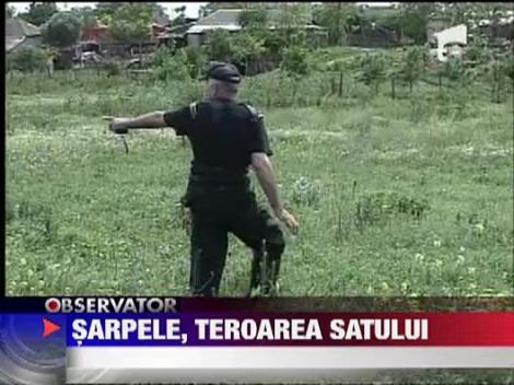 Un sarpe lung de peste 5 metri terorizeaza un sat constantean