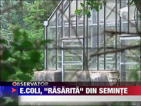 Semintele sunt sursa E-Coli