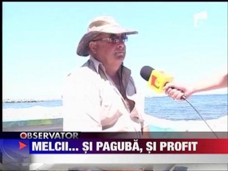 Melcii-paguba sau profit